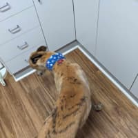 Photo of Tiger, The Greyhound