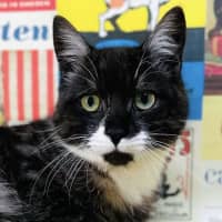 Photo of Henson   Located In Preston