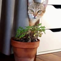 Photo of Esmerelda (Essie) 