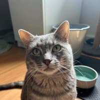 Photo of Vincent