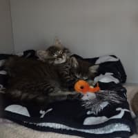 Photo of Star