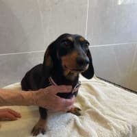 Photo of Betty And Dobbie