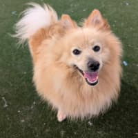 Photo of Badger Imp 2208