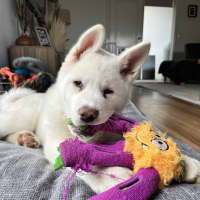 Photo of Pierogi