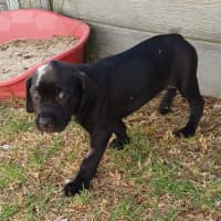 Photo of Ebony 