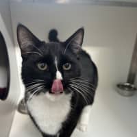 Photo of Houdini