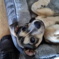 Photo of Balto (Spyro)