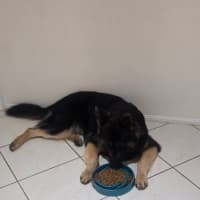 Photo of Teddy