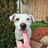 Photo of Meatball