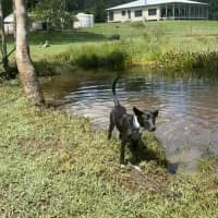 Photo of Kelcee *$350 Adoption Fee*