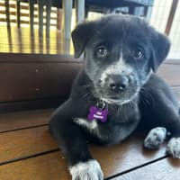 Photo of Piper