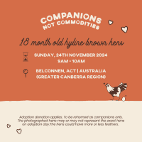 Photo of Rescue Hens  Adoption Day!