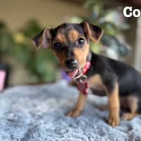 Photo of Nala, Brandy And Cookie