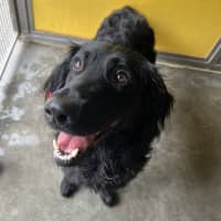 Photo of Chester