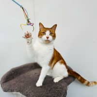 Photo of Gingie   Located In Cremorne