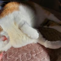Photo of Princess