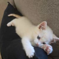 Photo of Snowy
