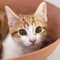 Photo of 🩶Ranger And Reito🧡