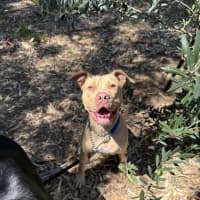 Photo of Nala