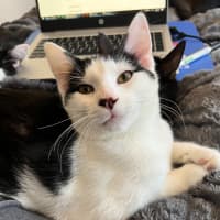 Photo of Sam Sam *9 Lives Project Rescue*