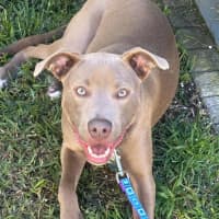 Photo of Bodhi 🐾🐾🐶🐶