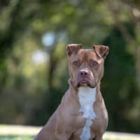 Photo of Diesel