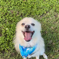 Photo of Peppi