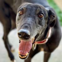 Photo of Jadzia The Greyhound