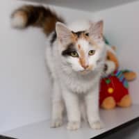 Photo of Pretzel 