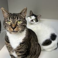 Photo of Gimli (Bonded To Evie)