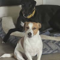Photo of Basil, The Greyhound