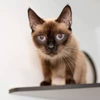 Photo of Liara
