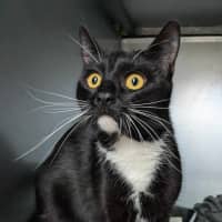 Photo of Socks