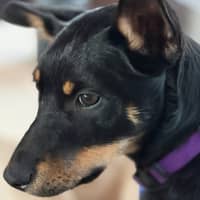Photo of Kylo   15 Week Old Kelpie
