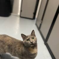 Photo of Pippin