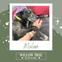 Photo of Mulan