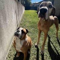 Photo of Humphrey And Louie