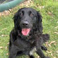 Photo of Chester