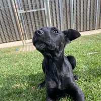 Photo of Sirius