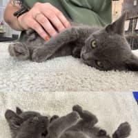 Photo of Stumpy Stella