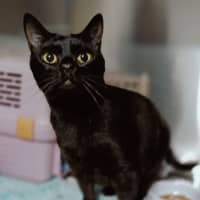 Photo of Salem