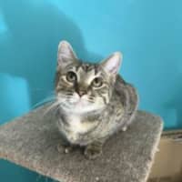 Photo of Tilly   Avaiable At Pet Quarters Thornton
