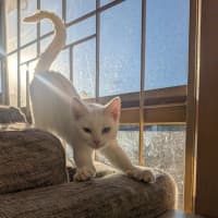 Photo of Pretzel