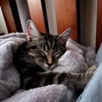 Photo of Lily**2nd Chance Cat Rescue**