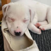 Photo of Pita 
