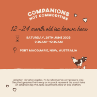 Photo of Rescue Hens