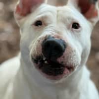 Photo of Stella