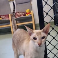Photo of Astra