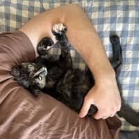 Photo of Sweet Pea   Located In Northcote