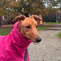 Photo of Josie